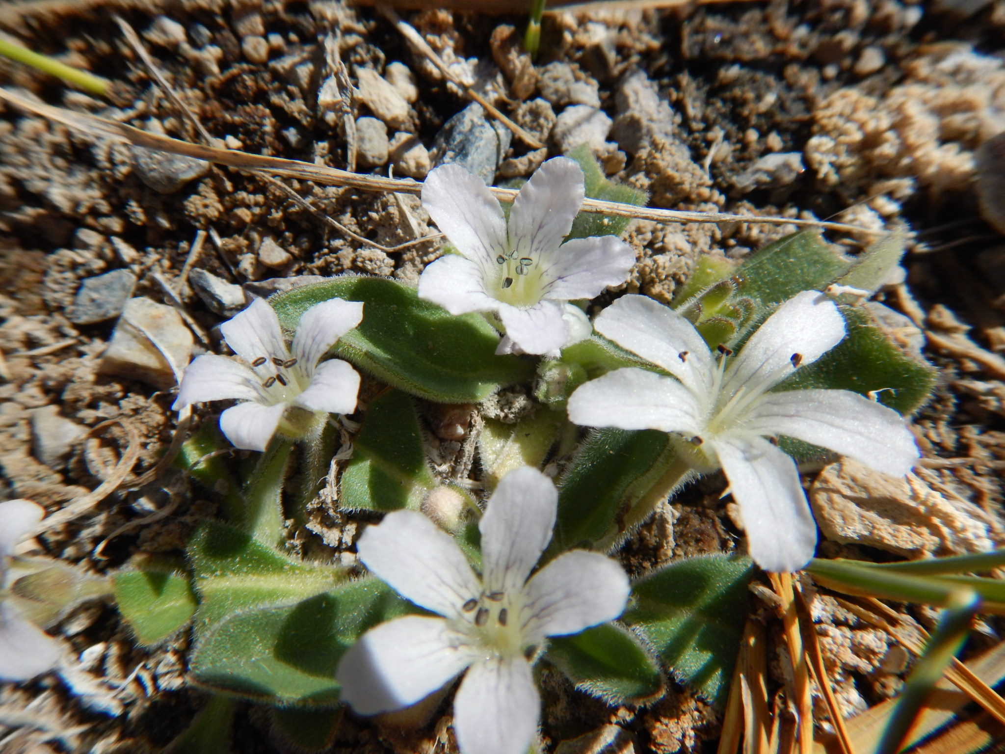 Hesperochiron Californicus, a perennial herb native to California that can be seen blooming at Black Lake this time of year.