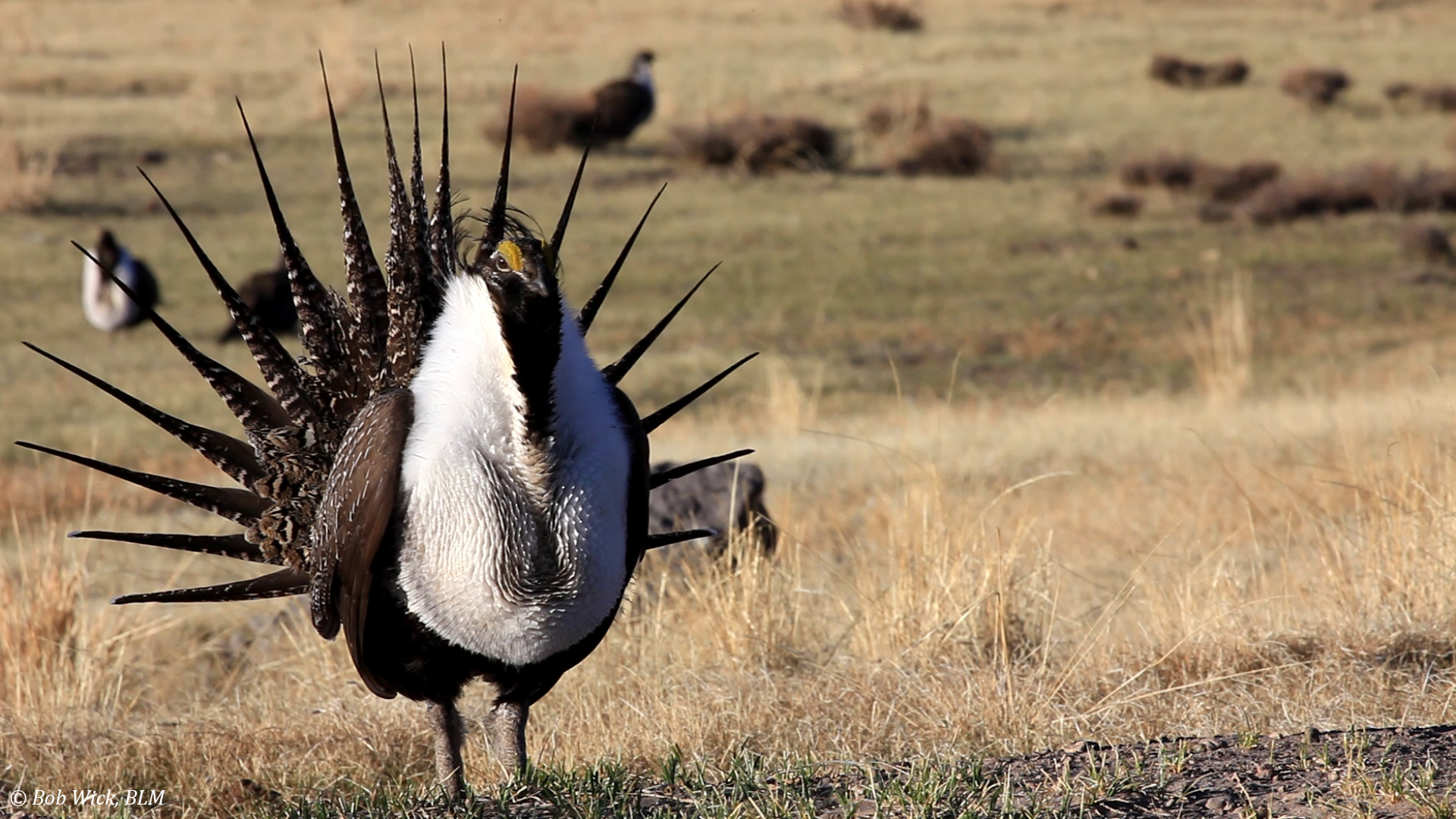 A Sage Grouse shows off his plumage.