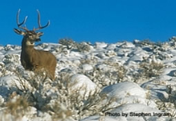 Eastern Sierra mule & deer habitats