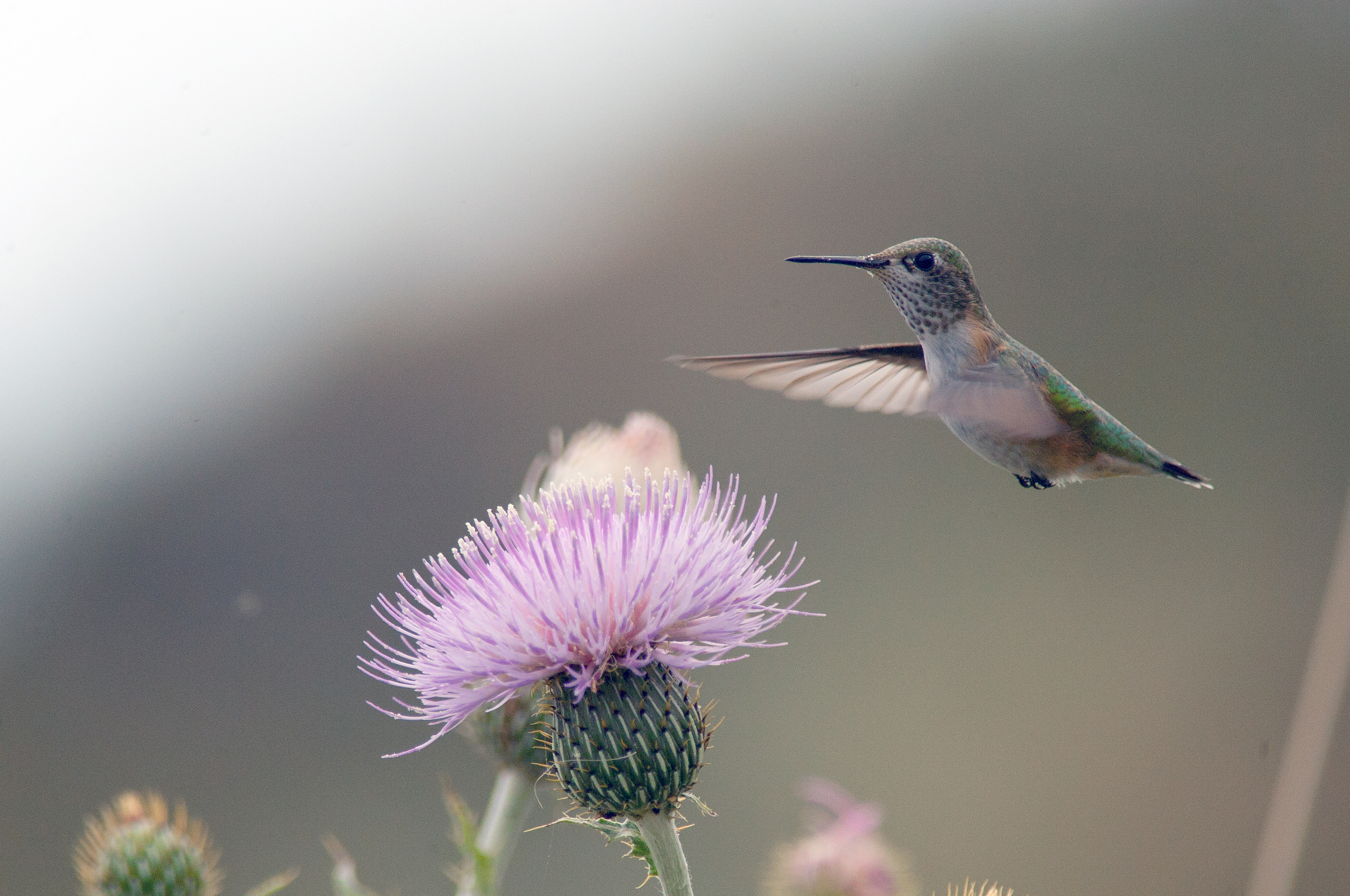 Calliope Hummingbird