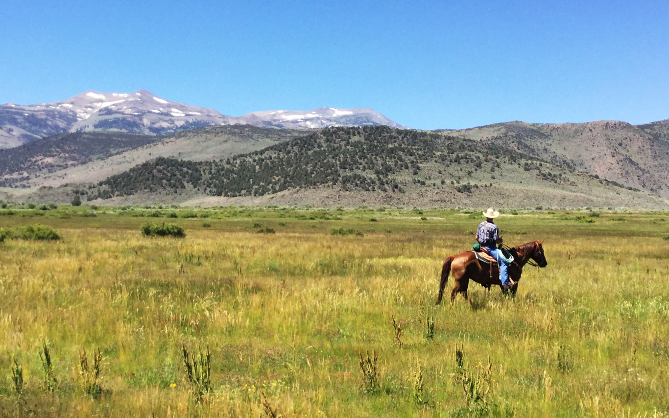 Sceirine ranch rider 5×8