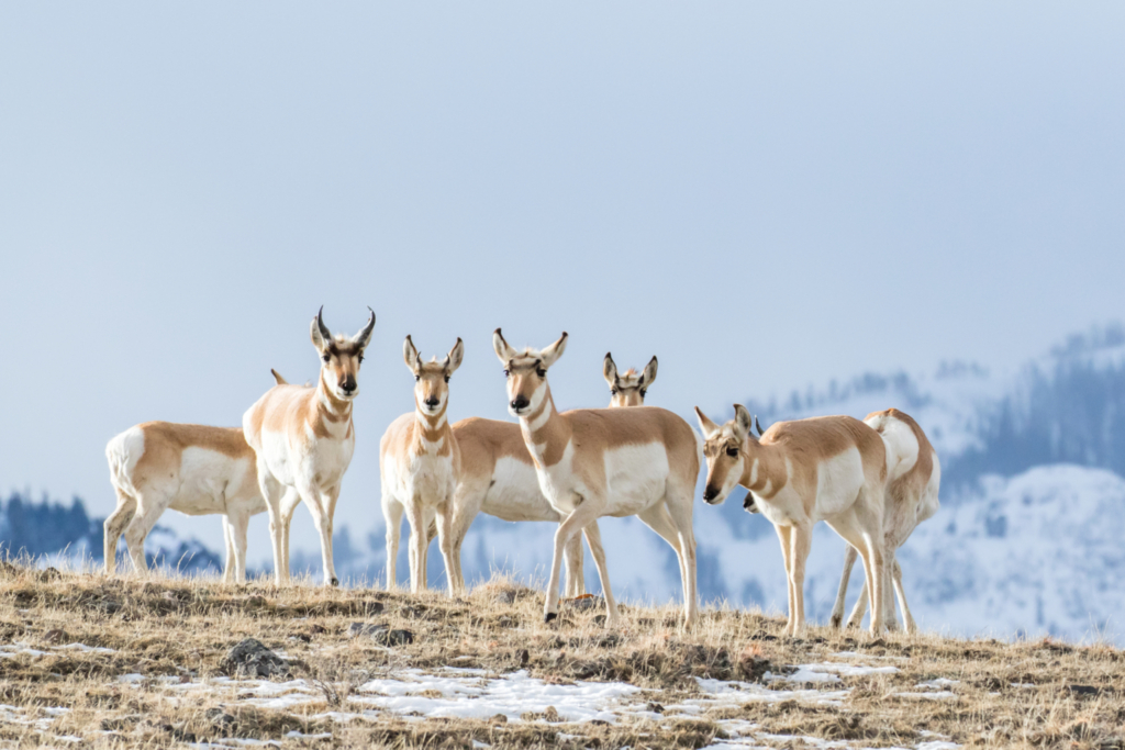 6 pronghorn gathered in a snowy area