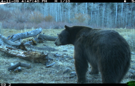A bear walking away from the camera, near an aspen grove