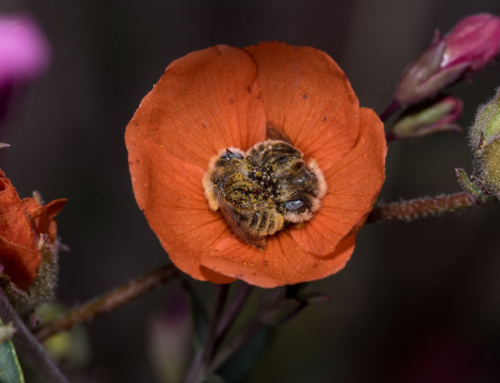 National Pollinator Week Day 6: Globe Mallow Bees