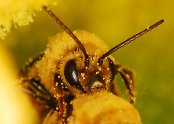 Male squash bee