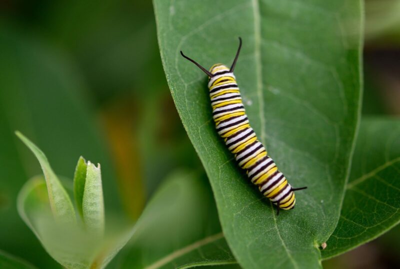 Caterpillar on leaf