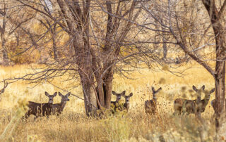 Picture of Round Valley mule deer