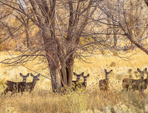 Protecting the Hub of the Mule Deer Herd’s Winter Range