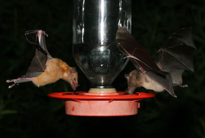 A lesser long nosed bat and mexican long tongued bat at a feeder