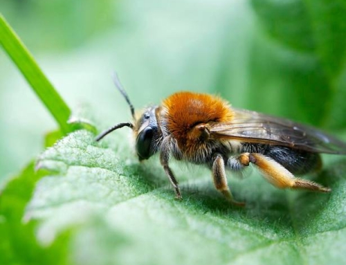 Pollinator Week 2022: Miner Bees