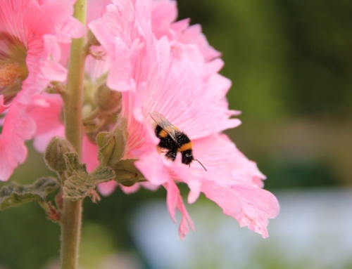 Pollinator Week 2022: Bumblebees