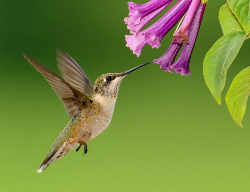Pollinator Week 2022: How You Can Help Pollinators
